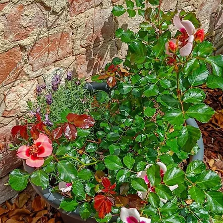 شقة 1 In Altstadt In *